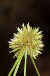 Great plains flatsedge